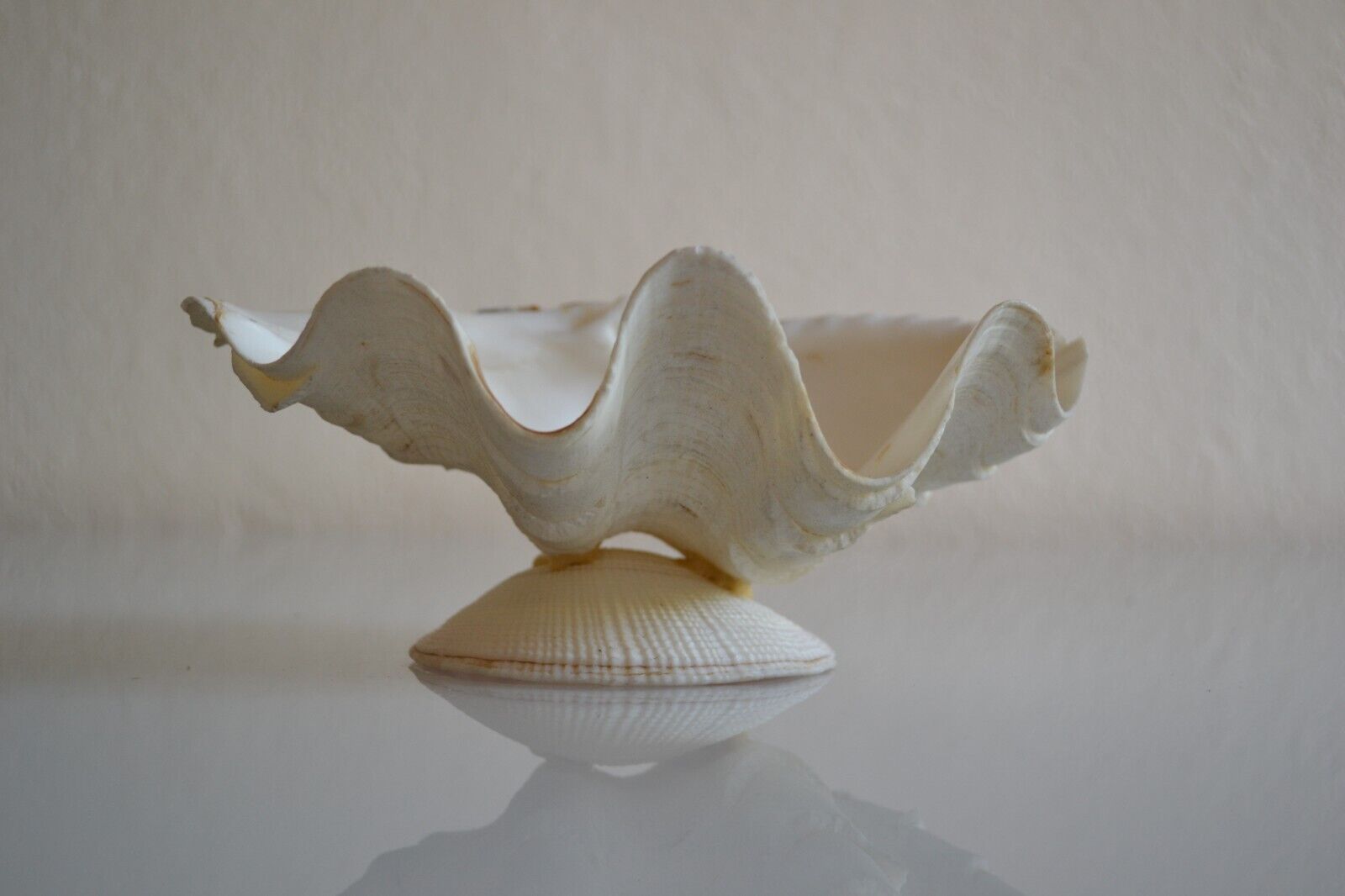 Clam shell in empty pocket