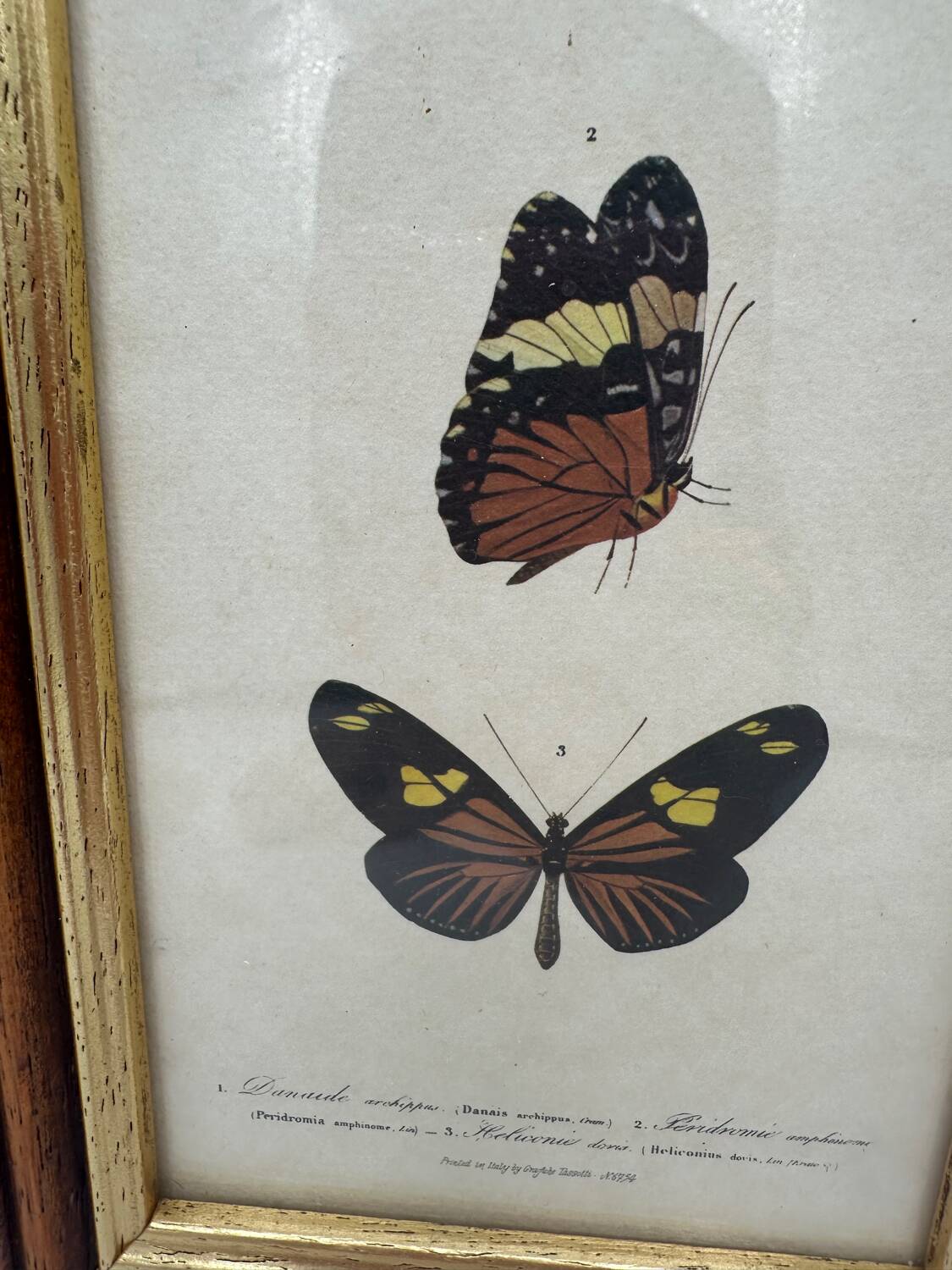 Butterflies lithograph frame