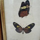 Butterflies lithograph frame