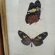 Butterflies lithograph frame