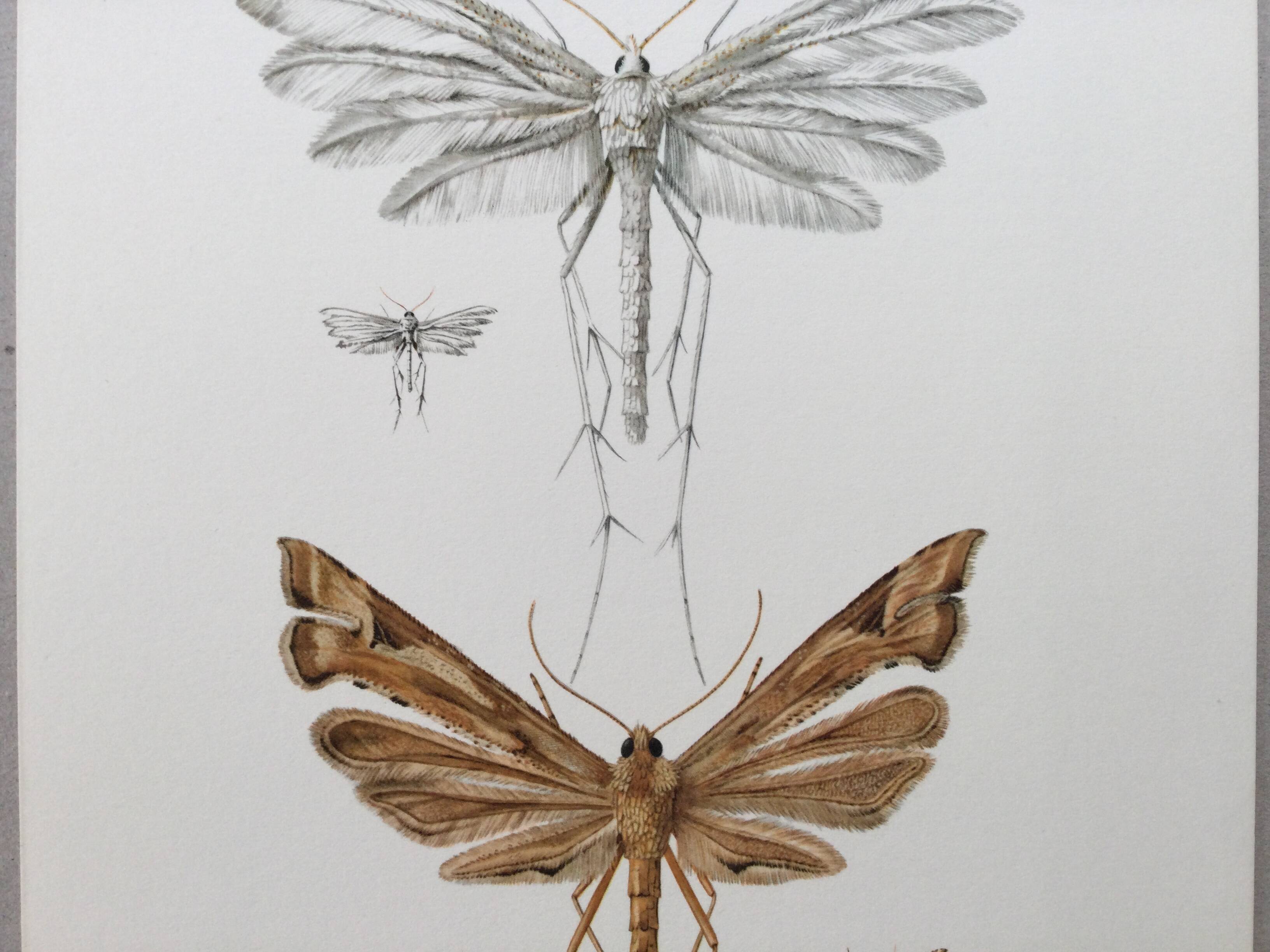 Impression vintage Insectes, illustration ancienne années 60