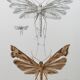Impression vintage Insectes, illustration ancienne années 60