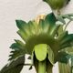 Tropical chandelier in sheet metal 1970.