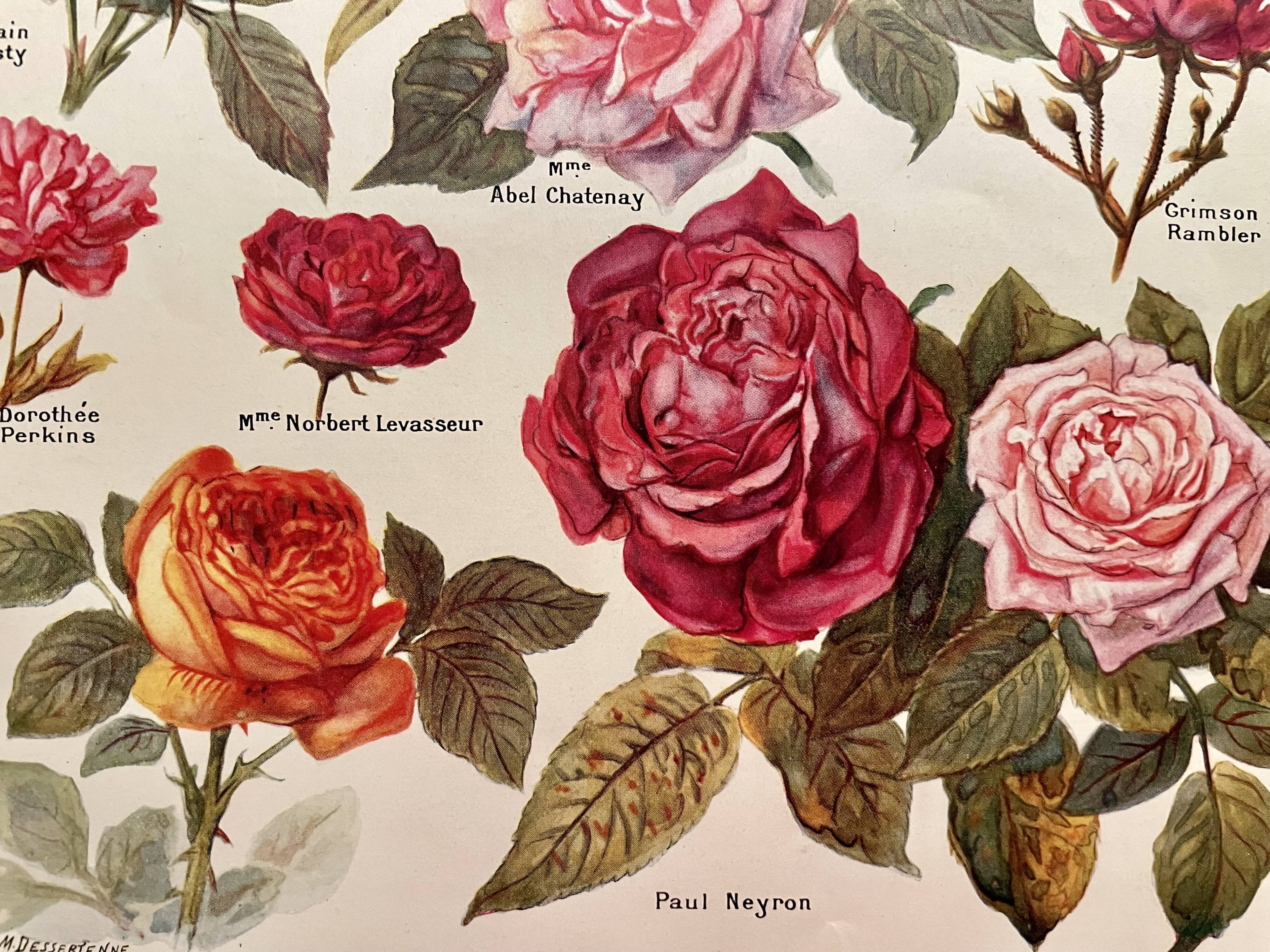 Lithograph on roses - 1920