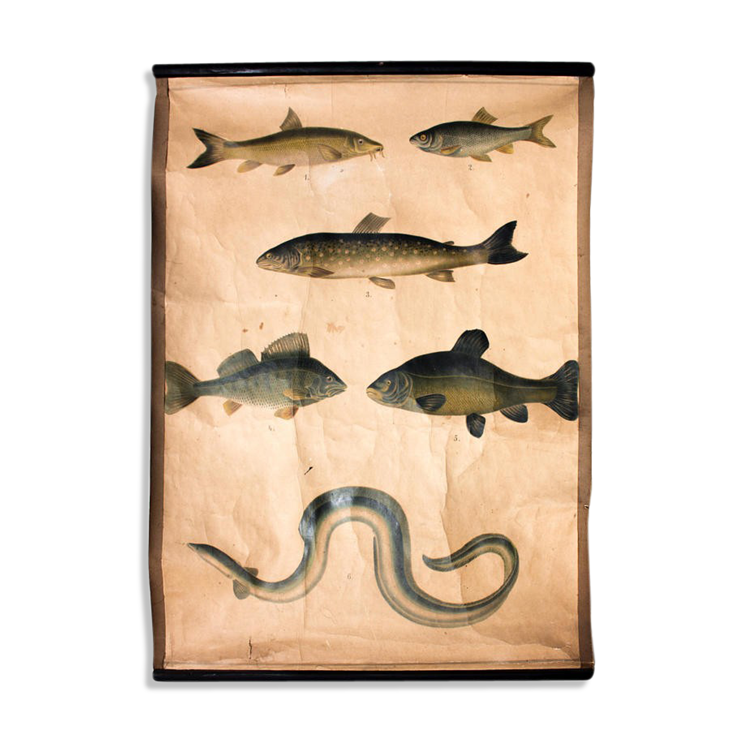 Educational poster, fish, lithograph, 1914