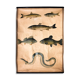 Educational poster, fish, lithograph, 1914