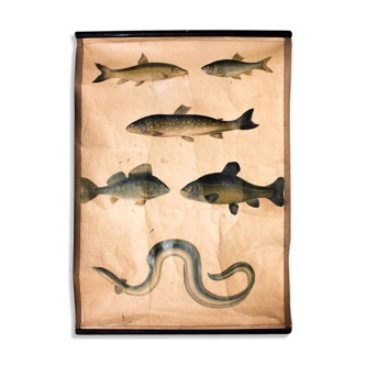 Affiche éducative, poissons, lithographie, 1914