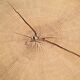 Wooden coffee table, round, oak trunk