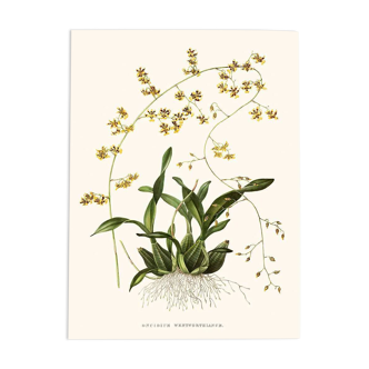 Vintage botanical illustration of Oncidium Wentworthianum orchid.