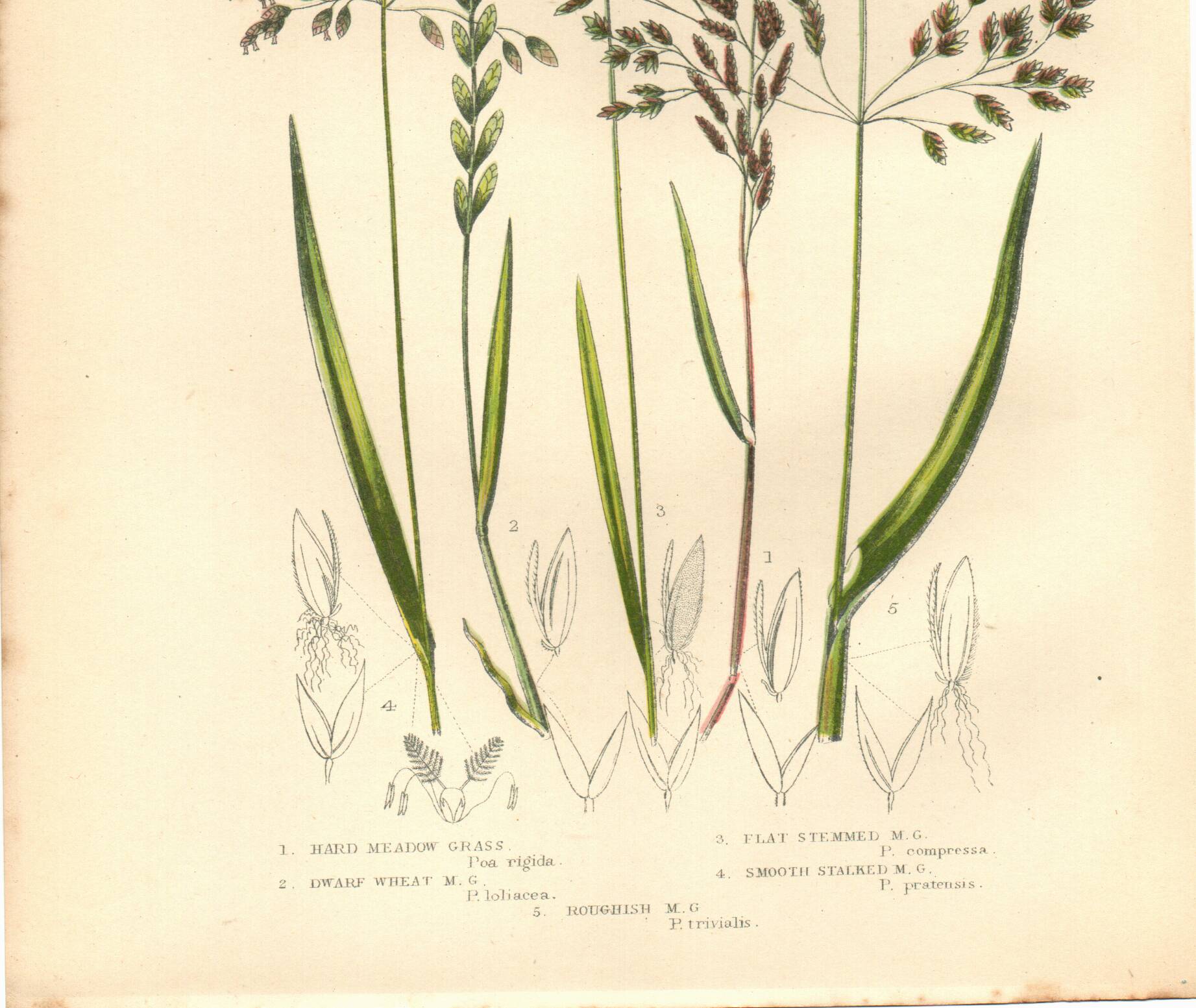 Old engraving from 1889 - Forest herbs by A. Pratt. Botanical plate.