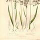 Old engraving from 1889 - Forest herbs by A. Pratt. Botanical plate.