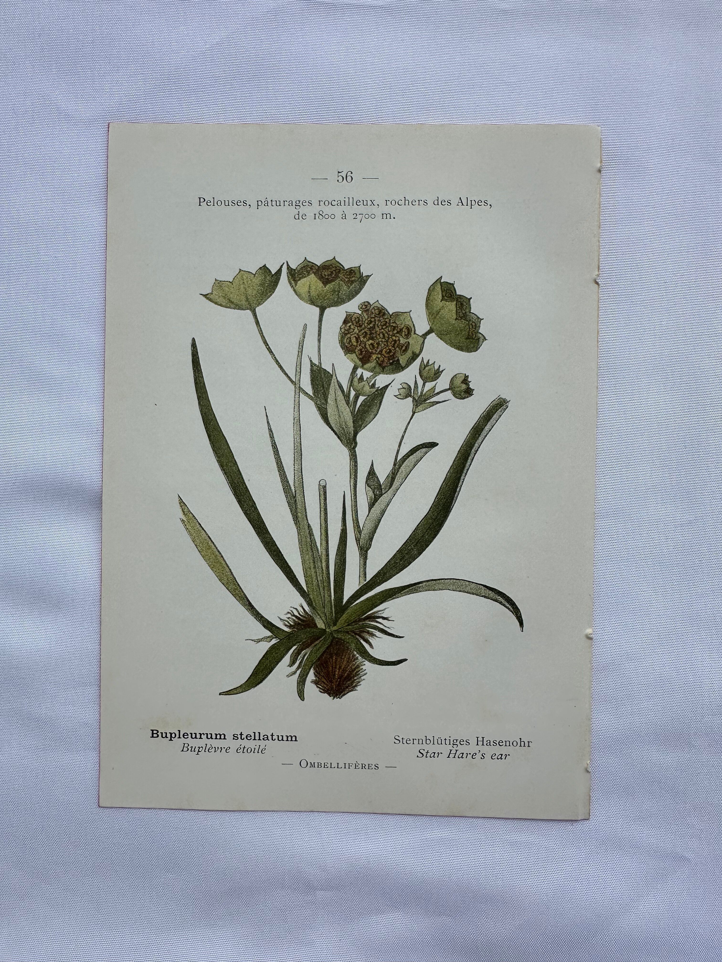 Naturalist plate lithograph old flowers