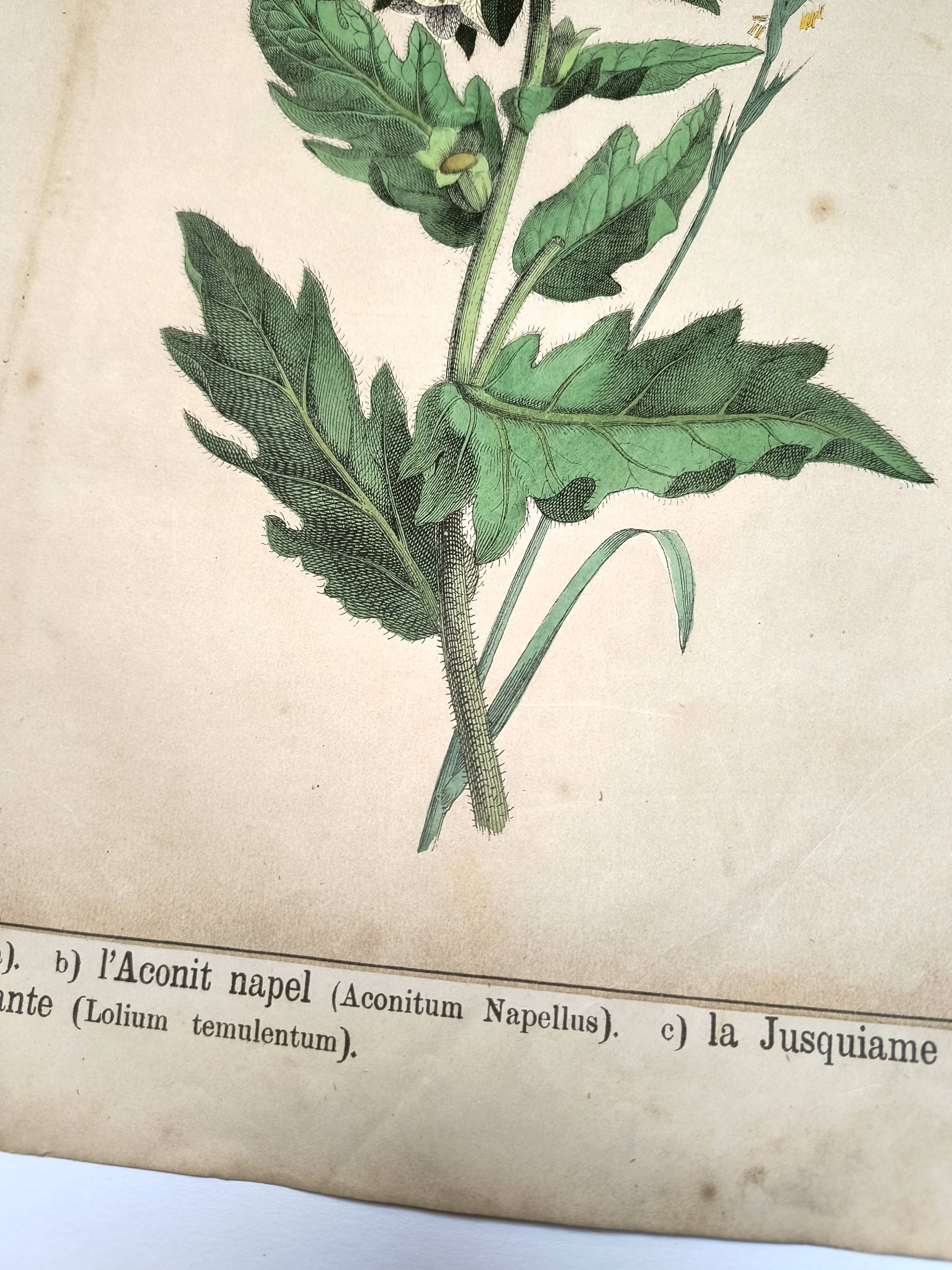 Botanical engraving from 1870 - Poisonous plants, - Lithograph, plate