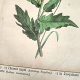 Botanical engraving from 1870 - Poisonous plants, - Lithograph, plate