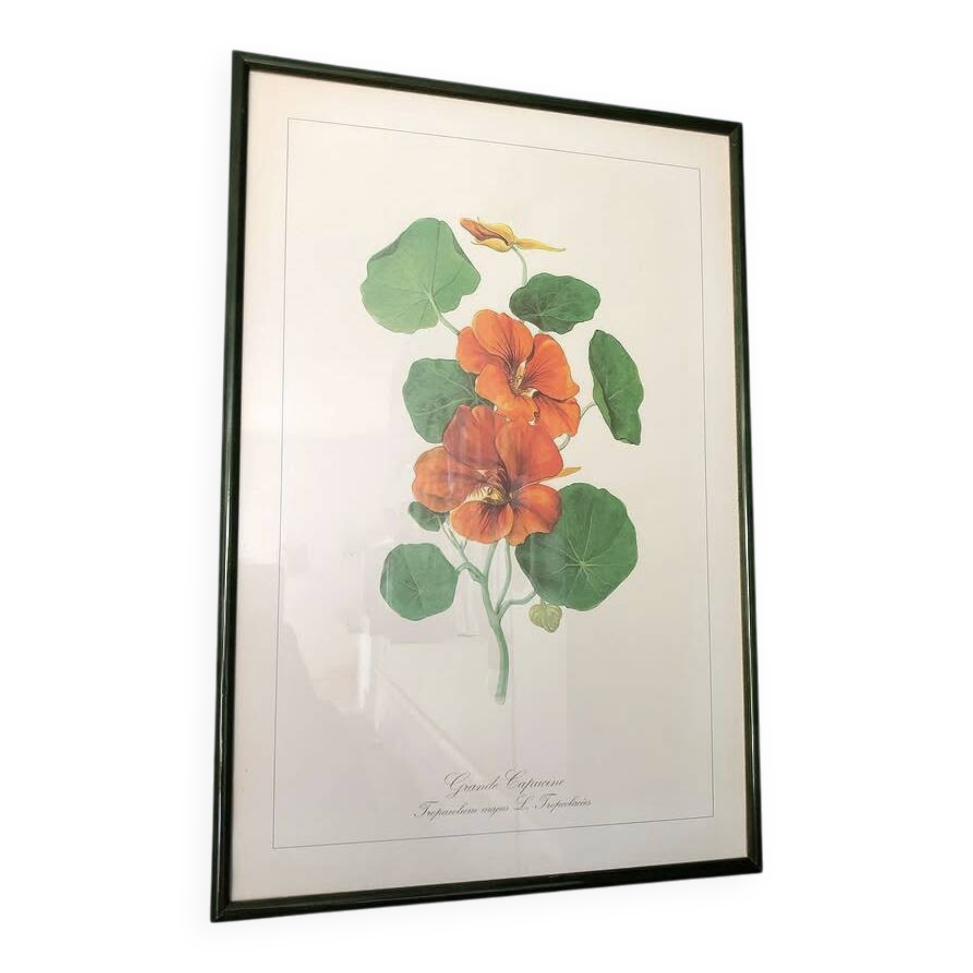 Vintage frame lithograph flowers