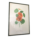 Vintage frame lithograph flowers