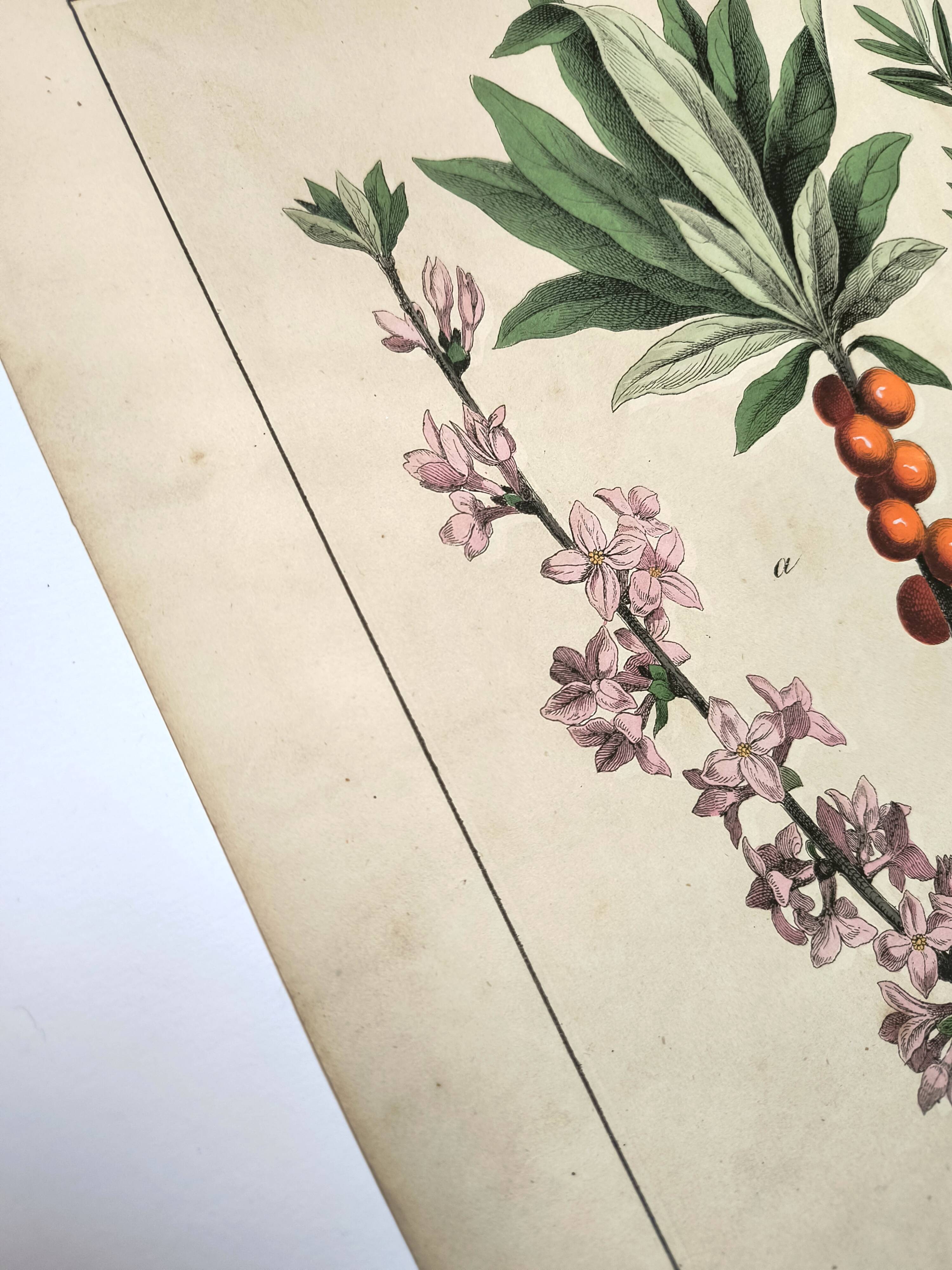 Botanical engraving from 1870 - Bois-Gentil and Yew - Lithograph of a plant