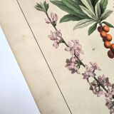 Botanical engraving from 1870 - Bois-Gentil and Yew - Lithograph of a plant