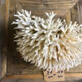 Coral nest