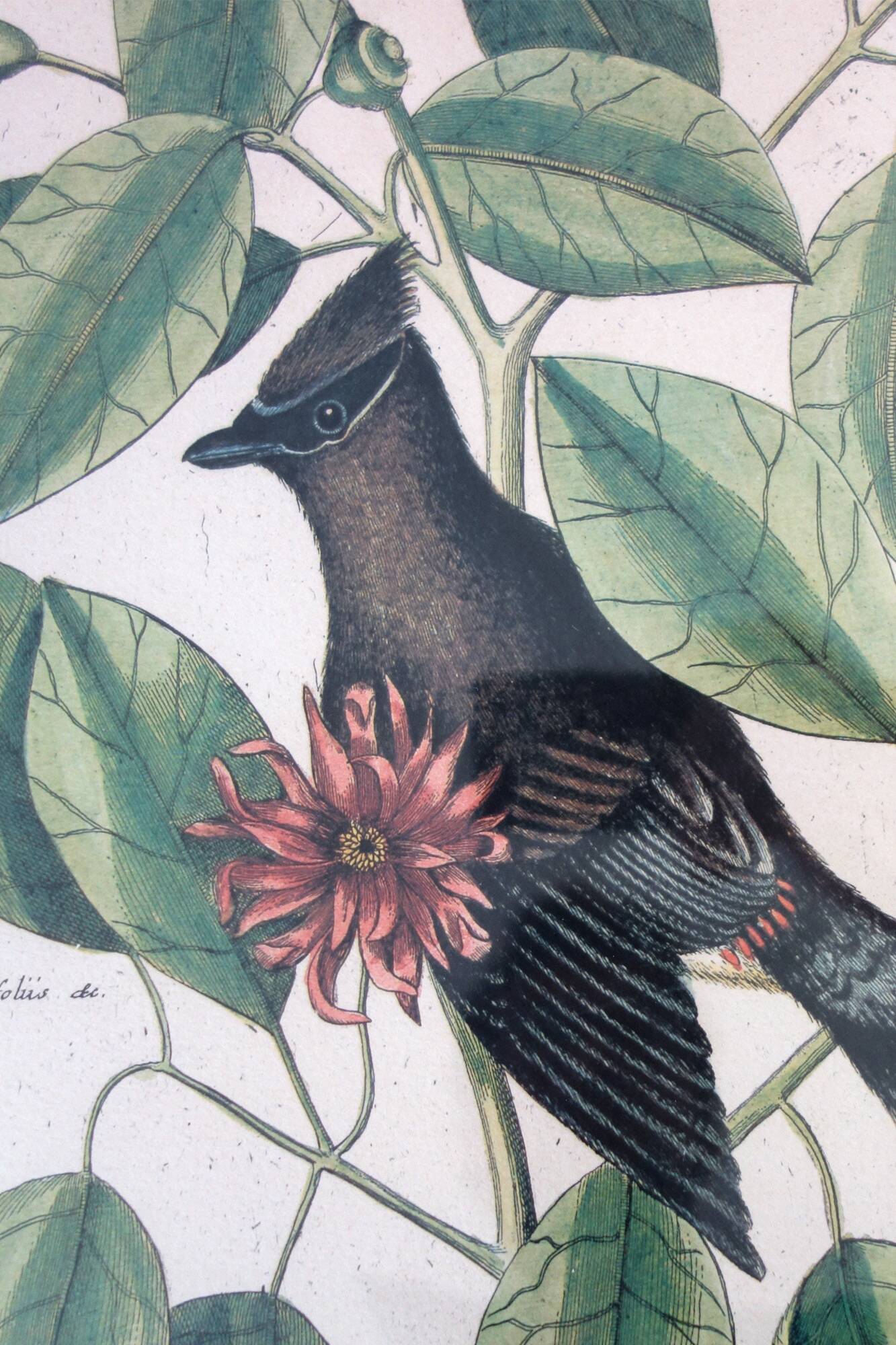Lot of 2 old bird engravings - zoological plates by Seligmann & Catesby