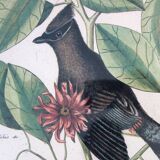 Lot of 2 old bird engravings - zoological plates by Seligmann & Catesby