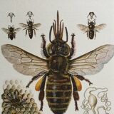 Illustration ancienne "insectes", années 60