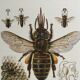 Antique illustration "insects", 1960s