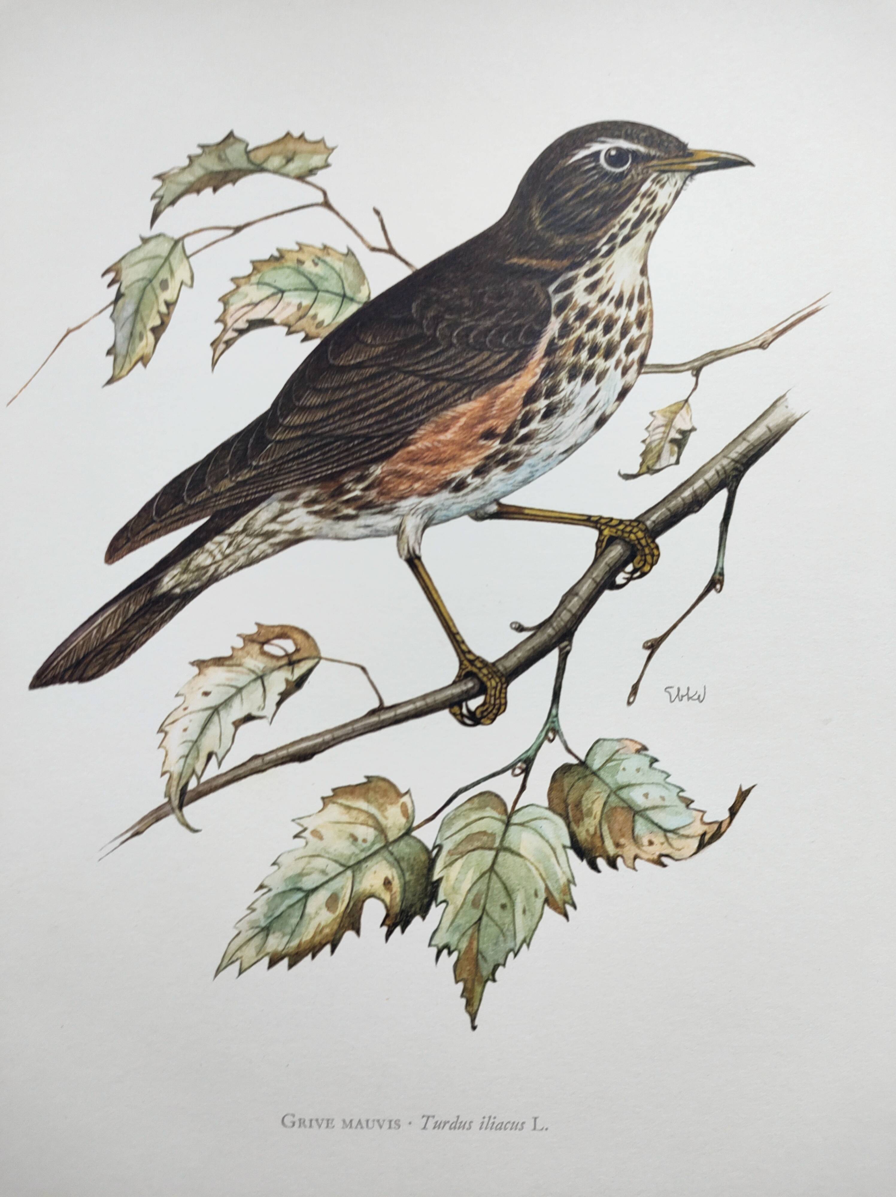Old bird plate from the 1960s - Redwing - Vintage nature illustration