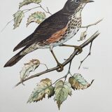 Planche ancienne oiseaux Années 1960 - Grive Mauvis - Illustration nature vintage