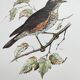 Old bird plate from the 1960s - Redwing - Vintage nature illustration