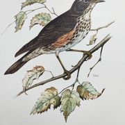 Old bird plate from the 1960s - Redwing - Vintage nature illustration