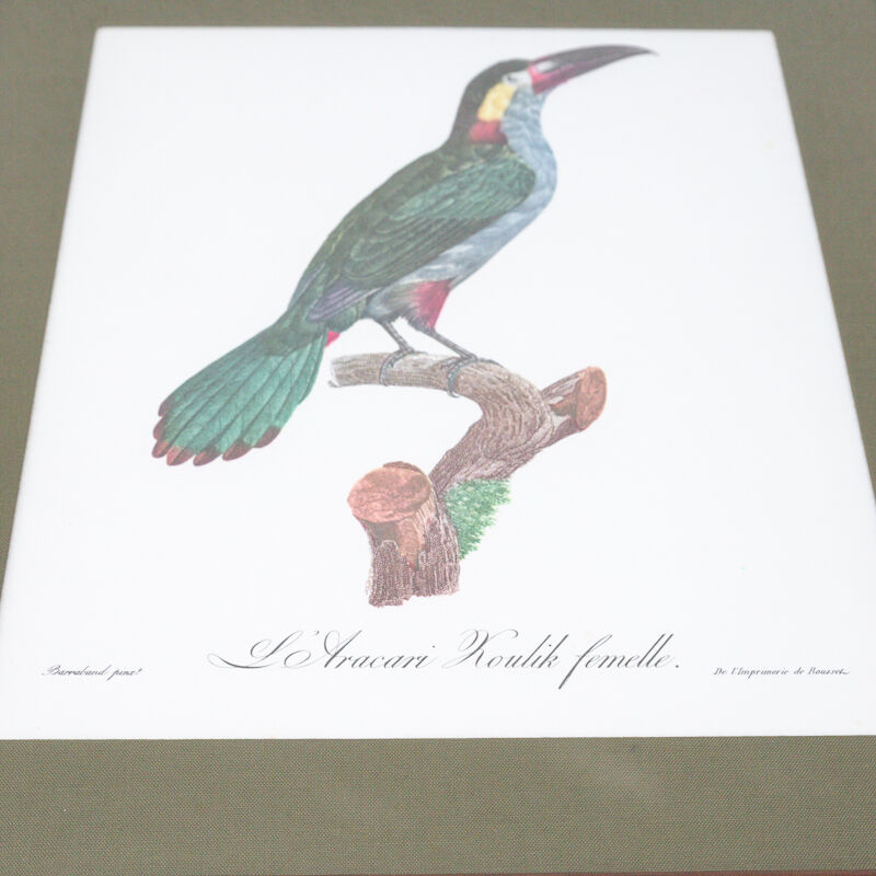 Engraving parrot the acari koulik female jacques barraband