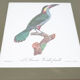 Engraving parrot the acari koulik female jacques barraband