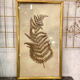 Ancient herbarium – Fern under glass