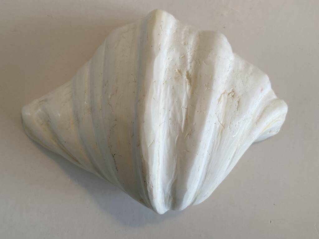 Holy water clam shell - 23x15x6 cm - Natural - 1000g