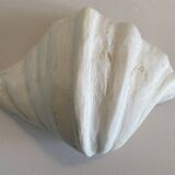 Holy water clam shell - 23x15x6 cm - Natural - 1000g