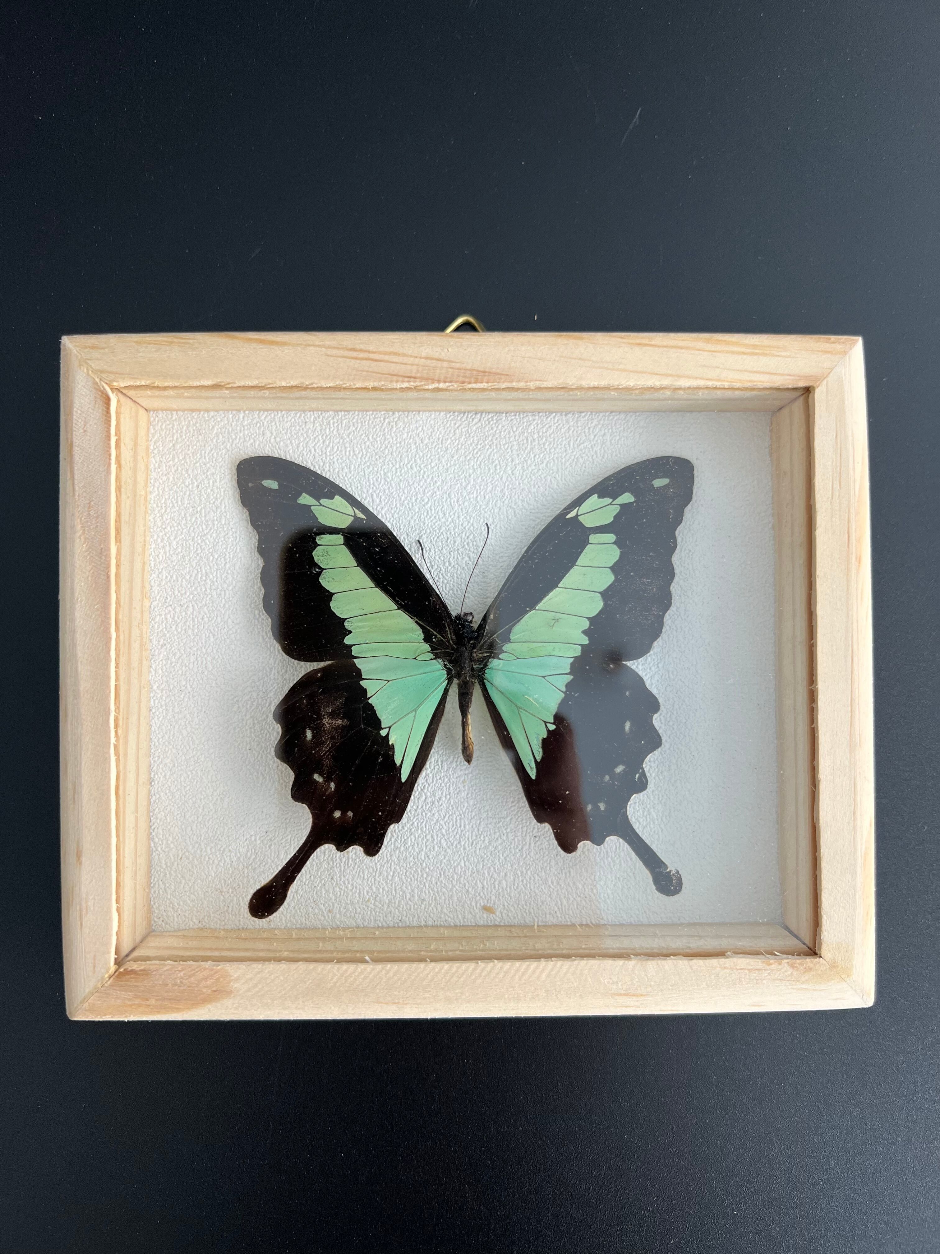 Naturalized butterfly taxidermy frame
