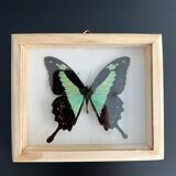 Naturalized butterfly taxidermy frame