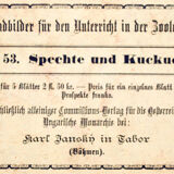 Educational poster, cuckoo and penis, lithograph, Karl Jansky, Böhmen, 1897