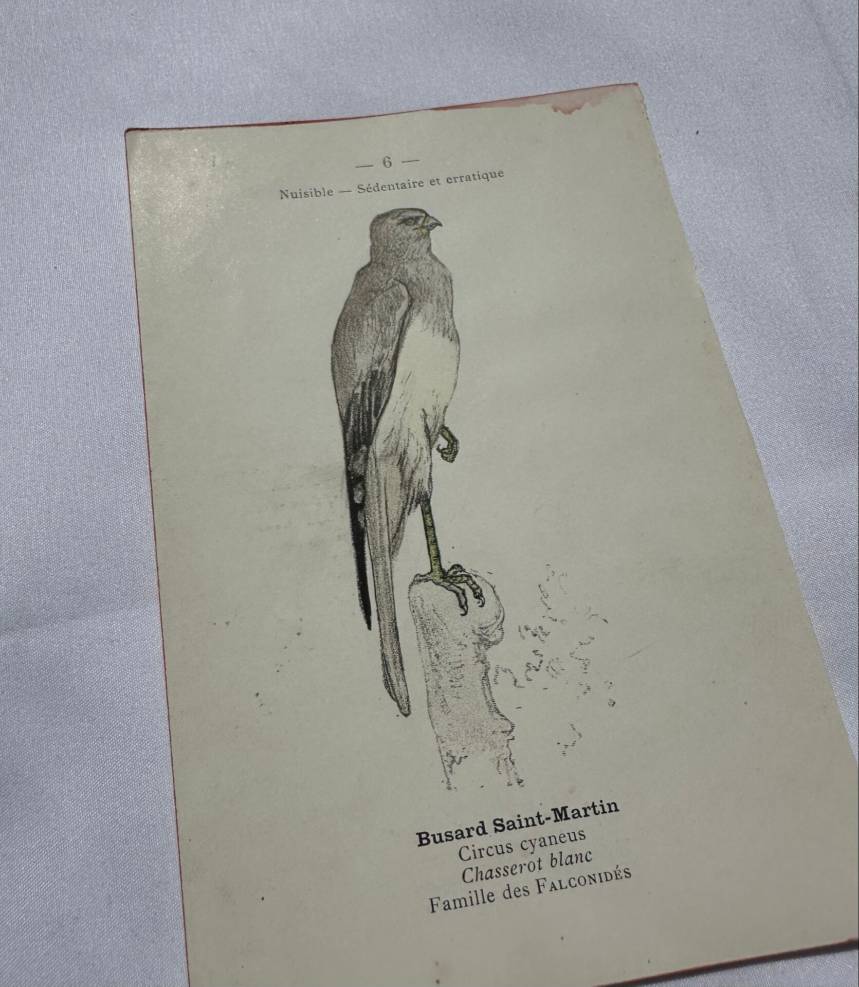 Planche Botanique Gravure oiseaux naturaliste  19eme recto verso  A