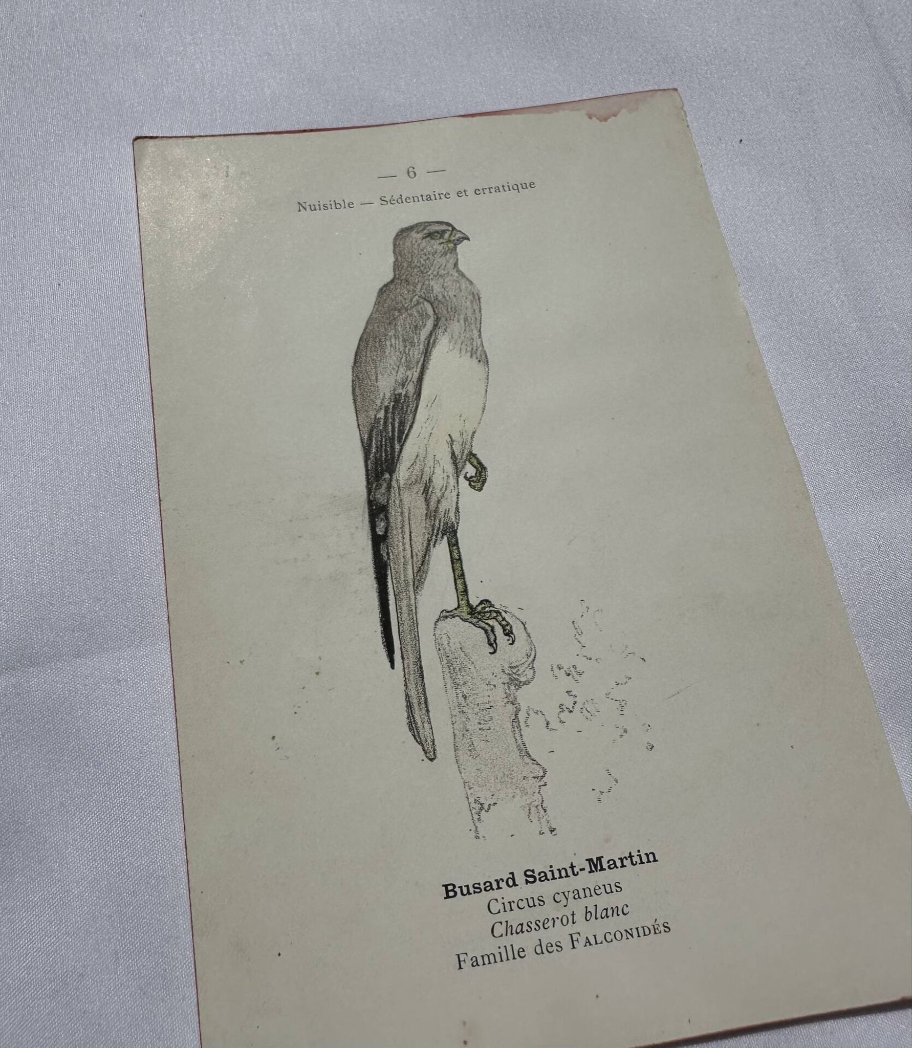 Planche Botanique Gravure oiseaux naturaliste  19eme recto verso  A