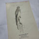 Planche Botanique Gravure oiseaux naturaliste  19eme recto verso  A