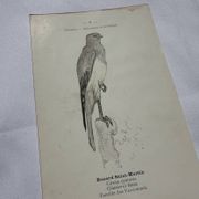 Planche Botanique Gravure oiseaux naturaliste  19eme recto verso  A