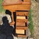 Davenport writing desk in fruitwood and burl veneer.