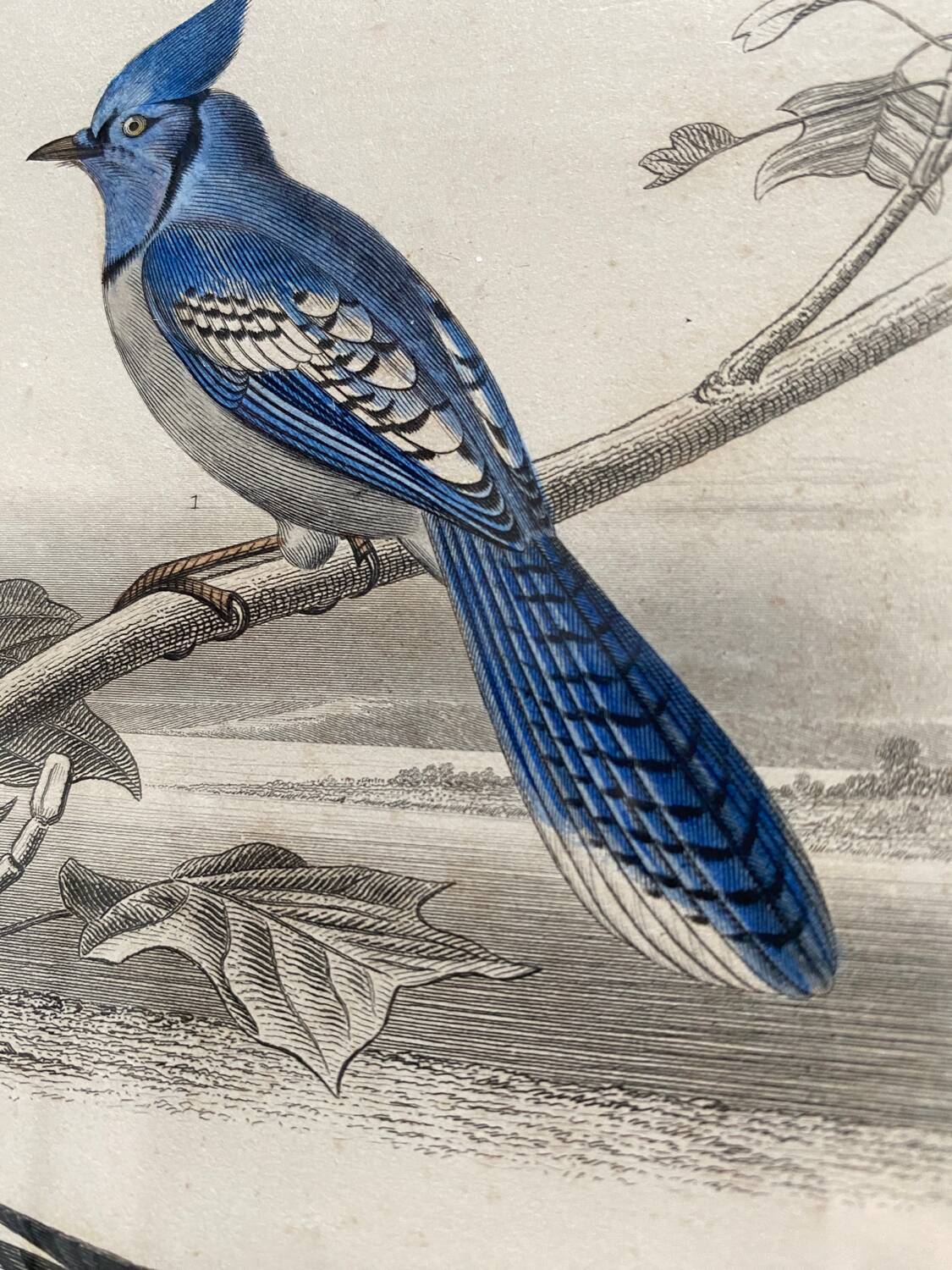 Lot 4 ornithological boards