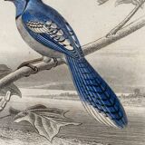 Lot 4 ornithological boards