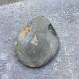 Petite ammonite polie
