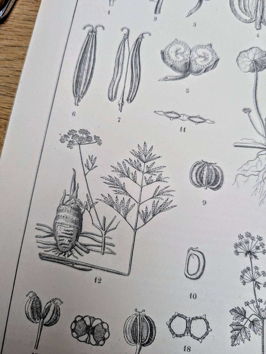 Imprimée en 1889, ombellifères et Cie. Planche botanique ancienne.