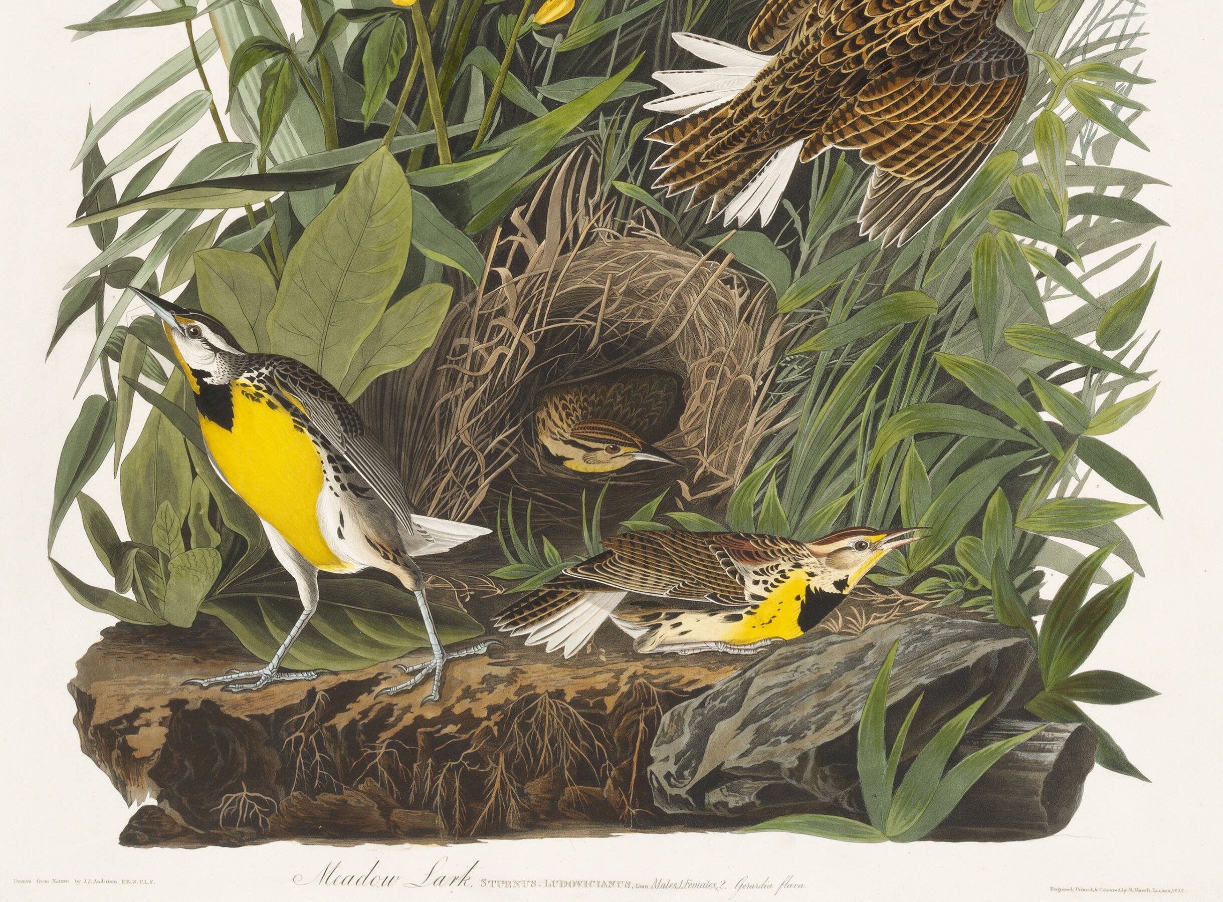 Poster about the Meadow Hypolais, based on an old engraving from 1827.
