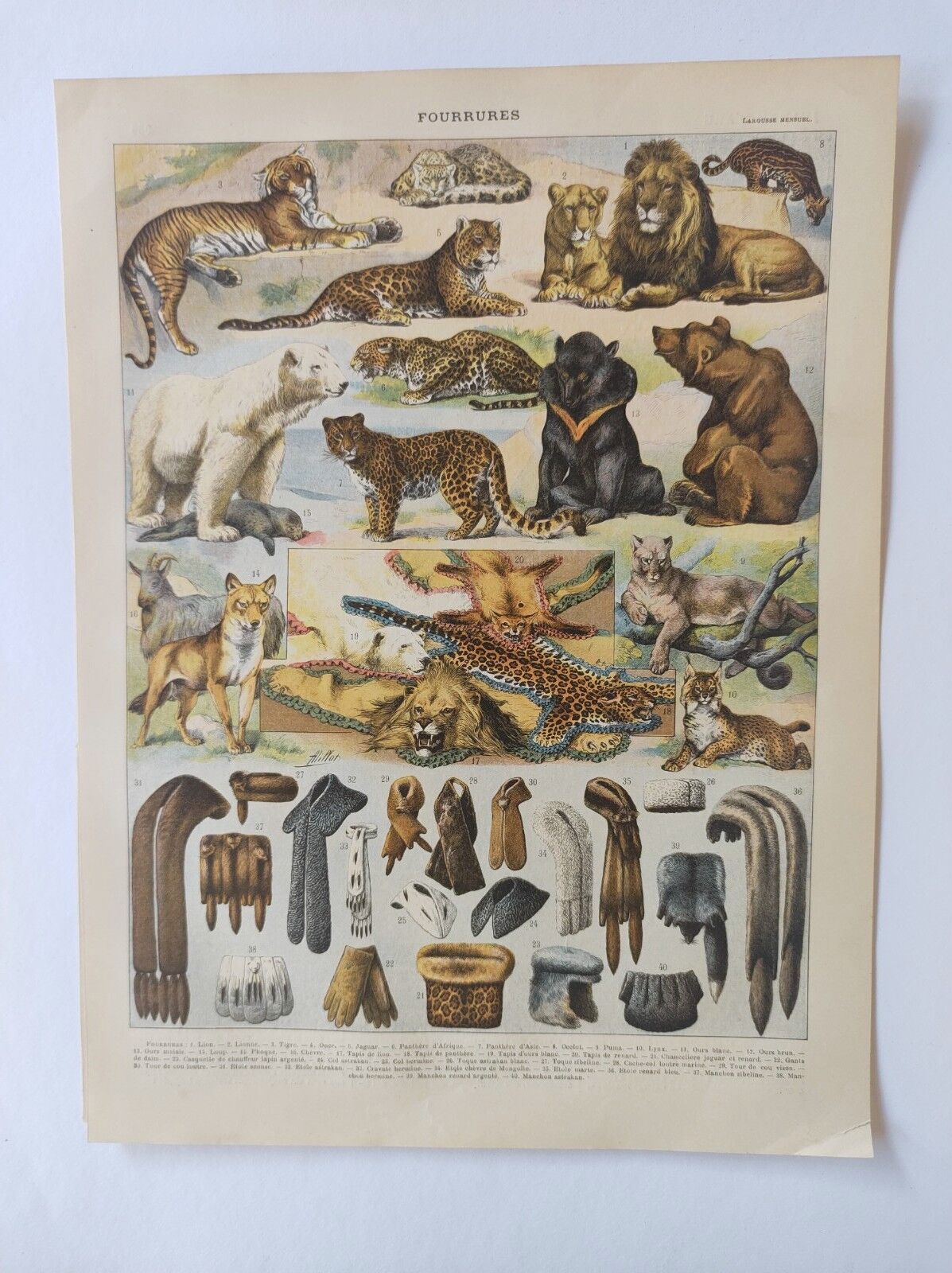Original engraving • Furbearing animals (2) • Old and vintage poster from 1909